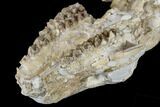 Oreodont (Merycoidodon) Partial Skull - Wyoming #113030-7